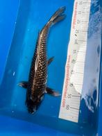 50 cm ginrin black diamant koi, Dieren en Toebehoren, Vissen | Vijvervissen, Karper of Koi