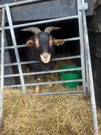 Lieve bok te koop, Dieren en Toebehoren, Mannelijk, Geit
