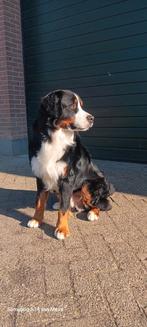 Dekreu Bernersennen, Dieren en Toebehoren, Rabiës (hondsdolheid), Reu, 1 tot 2 jaar, Eén hond