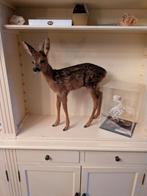 Reekalf taxidermie, Verzamelen, Dierenverzamelingen, Ophalen of Verzenden, Zo goed als nieuw, Insect, Opgezet dier