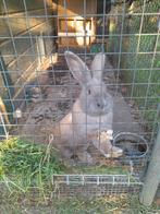 Duitse reus ram., Augustus, Mannelijk