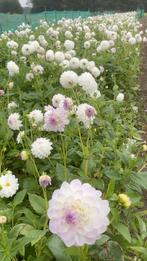 Dalia knollen, Ophalen, Volle zon, Knol
