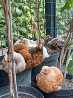 Wyandotten kriel gezoomd, Dieren en Toebehoren, Vrouwelijk, Kip