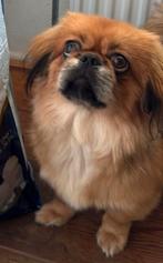 Pekingees teefje, 15 weken tot 1 jaar, CDV (hondenziekte), Teef, Eén hond