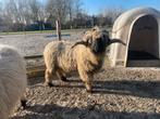 Dekram Walliser Schwarznase, Mannelijk, Schaap