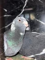 Mooie turkse koppel duiven, Dieren en Toebehoren, Vogels | Duiven, Meerdere dieren, Overige soorten