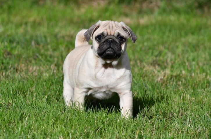 Mopshond pups te koop, Dieren en Toebehoren, Honden | Bulldogs, Pinschers en Molossers, Meerdere dieren, Overige rassen, Fokker | Professioneel