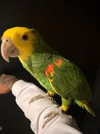 Super tamme pratende dubbele geelkop amazone + garantie, Dieren en Toebehoren, Vogels | Parkieten en Papegaaien, Mannelijk, Papegaai