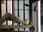 jonge kanaries  en zwartkopsijsen, Dieren en Toebehoren, Vogels | Kanaries, Geslacht onbekend, Kleurkanarie