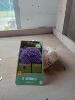 Actie Allium, Ophalen of Verzenden, Volle zon