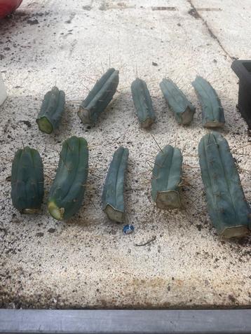 Cactus Tricocereus Bridgesii gewortelde stekken 12-17cm beschikbaar voor biedingen