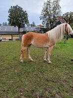 Haflinger merries, Ophalen of Verzenden