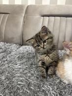 Britse korthaar, Poes, Gechipt, 0 tot 2 jaar