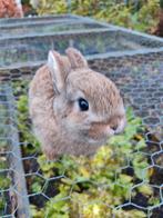 Jonge dwerg konijntje, Dieren en Toebehoren, Konijnen, Vrouwelijk, Dwerg