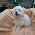 Boomer pupje  ( Puk  ) zoekt een liefdevol huisje, Dieren en Toebehoren, Maltezer, Nederland, 15 weken tot 1 jaar, Reu