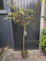Salix Hakuro-Nishikiop stam, Tuin en Terras, Planten | Bomen, Ophalen, Volle zon, Overige soorten, Minder dan 100 cm