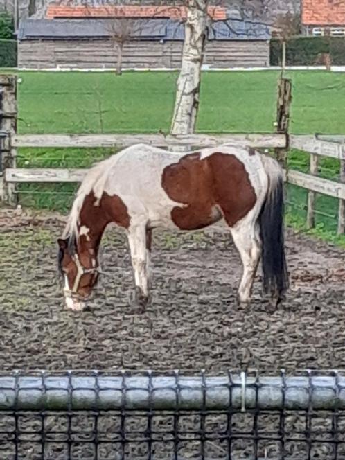 bonte welch hengst te huur en palomino, Dieren en Toebehoren, Pony's, Hengst, B, C pony (1.27m tot 1.37m), Springpony, 11 jaar of ouder