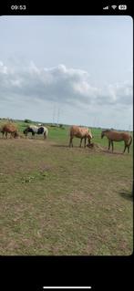 Verzorger / verzorgpony gezocht, Dieren en Toebehoren, Paarden en Pony's | Overige Paardenspullen, Ophalen of Verzenden