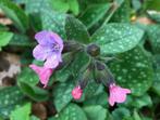 Gevraagd: bodembedekkers voor de tuin, Vaste plant, Bodembedekkers, Ophalen of Verzenden