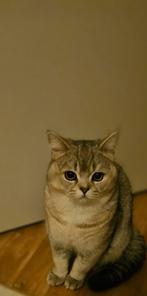 Te koop mooi britse korthaar, Dieren en Toebehoren, Kater, Ontwormd, 0 tot 2 jaar
