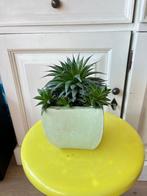 Aloë aristata, Ophalen, Vetplant, Halfschaduw, In pot