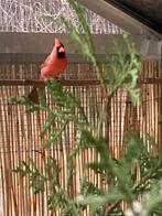 Rode kardinaal, Dieren en Toebehoren, Vogels | Overige Vogels, Mannelijk, Geringd, Tropenvogel
