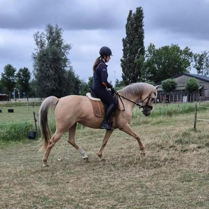 RUITER AANGEBODEN ROTTERDAM, Dieren en Toebehoren, Paarden en Pony's | Verzorgingsproducten, Nieuw, Ophalen of Verzenden