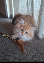 Kittens, Dieren en Toebehoren, Katten en Kittens | Raskatten | Korthaar