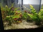 Aquarium compleet, Dieren en Toebehoren, Vissen | Aquariumvissen, Vis