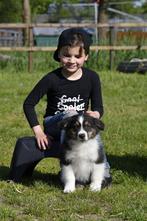 Australian shepherd puppys pups, Dieren en Toebehoren, 8 tot 15 weken, Collie, Meerdere, Meerdere dieren