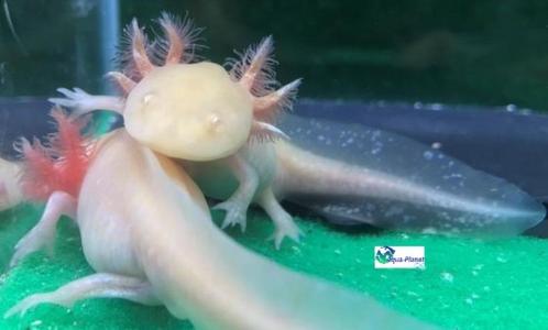 Axolotl Golden albino "Baby", Dieren en Toebehoren, Reptielen en Amfibieën, Amfibie, 0 tot 2 jaar, Tam