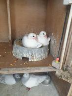 Jonge kleurpostduiven te koop, Meerdere dieren, Postduif