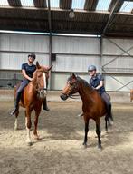 Verzorg/bijrijd pony gezocht!, Ophalen of Verzenden, Nieuw