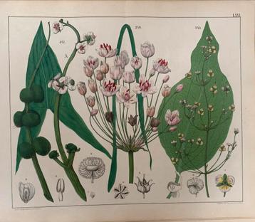 Originele handgekleurde botanische prenten van Oudemans 1859 beschikbaar voor biedingen