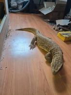 Steppevaraan / Varanus exanthematicus, Ophalen, Zo goed als nieuw, Terrarium of Paludarium