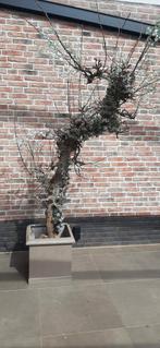 Oude Perenboom stam als decoratie in interieur of tuinkamer, Ophalen, Bloeit niet, Halfschaduw, Overige soorten