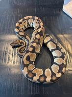 Te koop: Python regius wegens beëindigingen hobby, Dieren en Toebehoren, Reptielen en Amfibieën, Slang