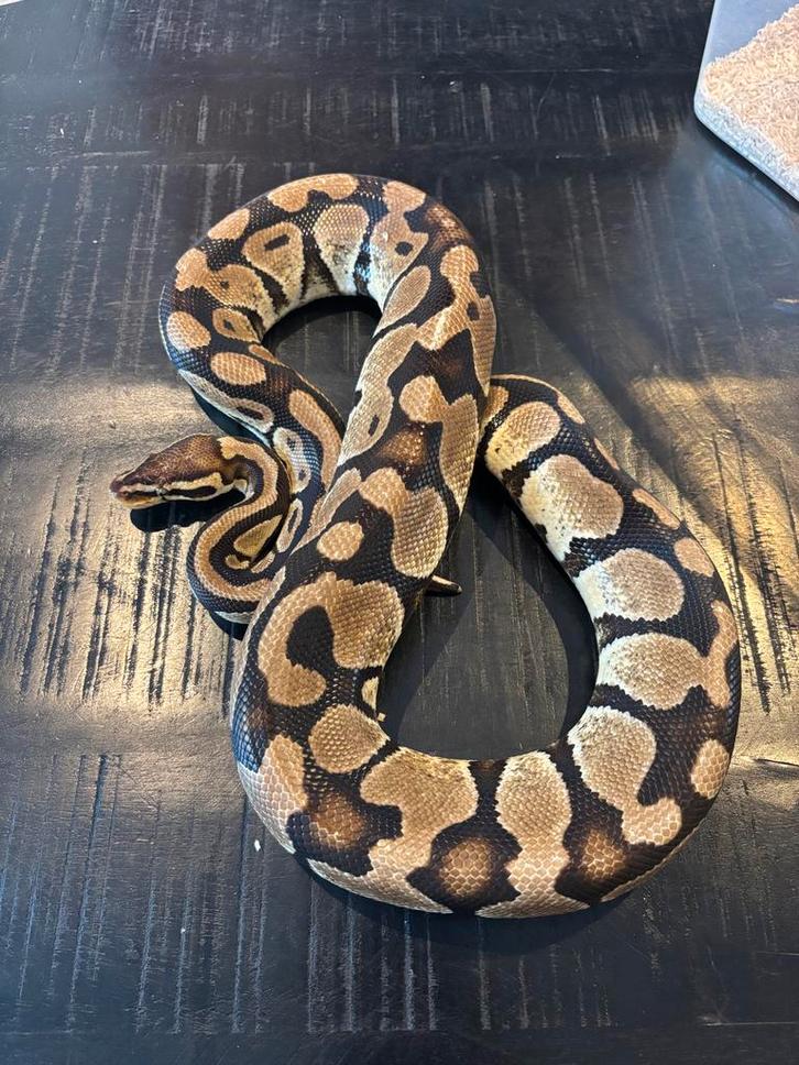 Te koop: Python regius wegens beëindigingen hobby