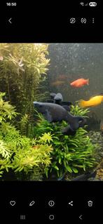 Gratis molly s en Black molly s, Dieren en Toebehoren, Vis