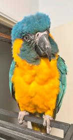Caninde Blauwkeel Ara Pop, Dieren en Toebehoren, Vogels | Parkieten en Papegaaien, Vrouwelijk, Papegaai, Pratend
