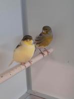 Diverse kleuren kanaries, Dieren en Toebehoren, Vogels | Kanaries, Meerdere dieren, Kleurkanarie