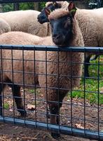 Ram lam clun forest, Dieren en Toebehoren, Schapen, Geiten en Varkens, Mannelijk, Schaap, 0 tot 2 jaar
