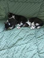 Kittens te koop, Dieren en Toebehoren, Katten en Kittens | Overige Katten, Meerdere dieren, Kortharig, 0 tot 2 jaar