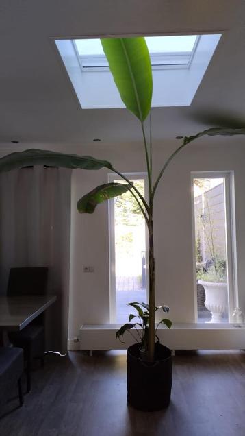 Wilde bananenpalm - Musa mannii beschikbaar voor biedingen