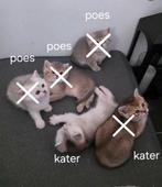 Mooie raszuivere Britse korthaartjes, Dieren en Toebehoren, Katten en Kittens | Raskatten | Korthaar, Ontwormd