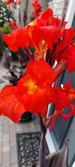 Canna Australia, Ophalen of Verzenden, Voorjaar, Volle zon, Wortelstok