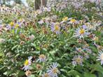 Biologische Aster Asran - Najaarsbloeier, Volle zon, Vaste plant, Zomer, Ophalen
