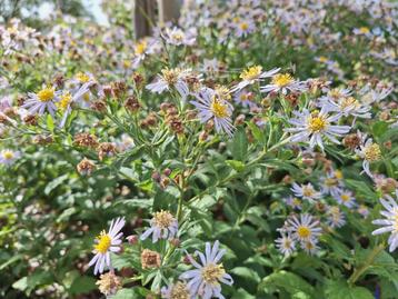 Biologische Aster Asran - Najaarsbloeier beschikbaar voor biedingen