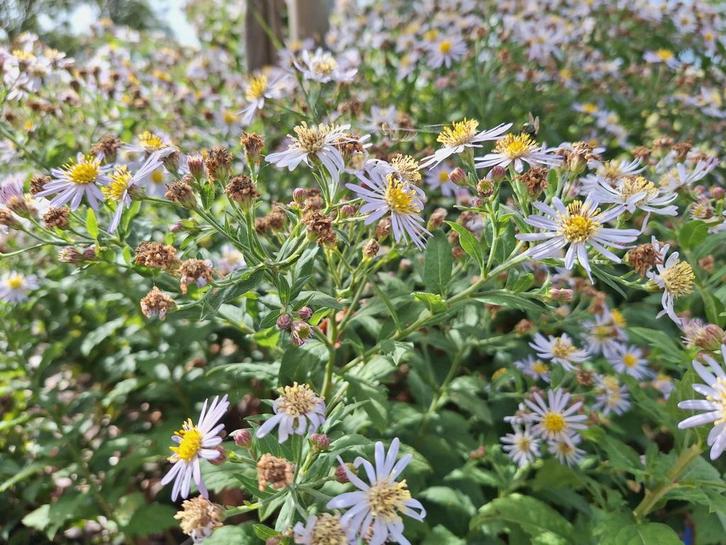 Biologische Aster Asran - Najaarsbloeier, Tuin en Terras, Planten | Tuinplanten, Vaste plant, Overige soorten, Volle zon, Zomer