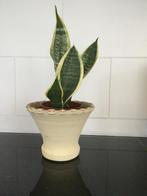 Stenen bloempot met Sansevieria plant, Groene kamerplant, Ophalen of Verzenden, Halfschaduw, Minder dan 100 cm